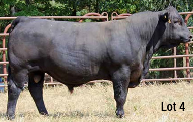 Lot 4 - TJB 912U GUNSLINGER 507C ET
